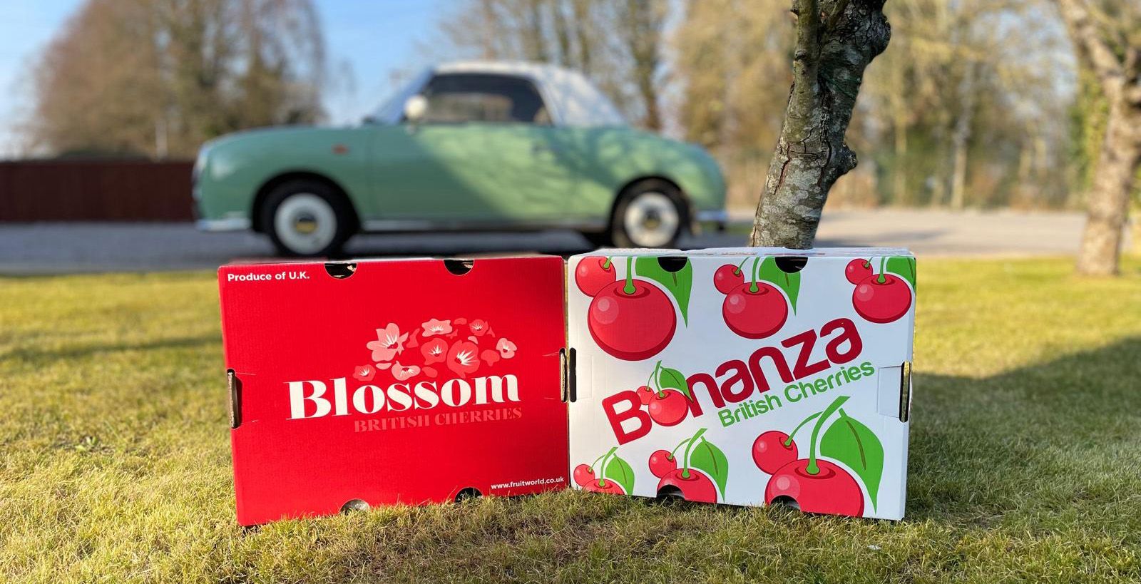 Blossom and Bonanza Cherries